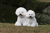 BICHON FRISE 003